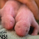 Image for article titled Atlanta Zoo's Newborn Panda Twins Look Like Hairy Hot Dogs